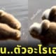 คลิปลูกหงส์ลอยน้ำ ก้อนขนปุย