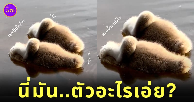 คลิปลูกหงส์ลอยน้ำ ก้อนขนปุย