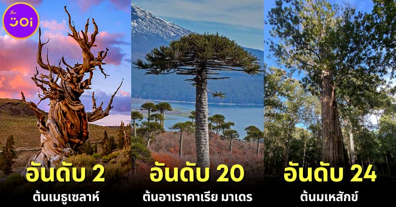 ปก 28 อันดับต้นไม้ที่อายุมากที่สุดในโลก