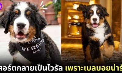 ปก kitty หมาเบลบอย st. regis aspen resort