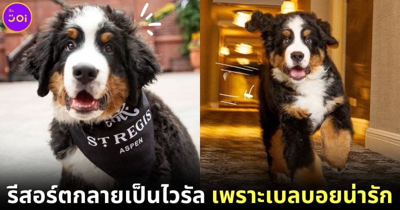 ปก kitty หมาเบลบอย st. regis aspen resort