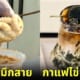 ปก จีนออกกาแฟไข่เยี่ยวม้า ลาเต้หมึกสาย