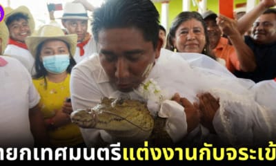 ปก นายกเทศมนตรีแต่งงานกับจระเข้