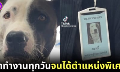 ปก บะหมี่ หมาทูโทน ได้บรรจุเป็น พนักงานก่อกวนคนไข้
