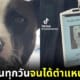 ปก บะหมี่ หมาทูโทน ได้บรรจุเป็น พนักงานก่อกวนคนไข้