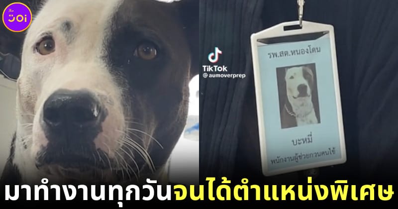ปก บะหมี่ หมาทูโทน ได้บรรจุเป็น พนักงานก่อกวนคนไข้