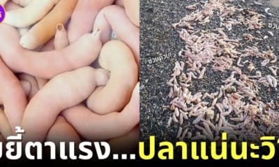 ปก ปลาองคชาตเกยตื้นหาดอาร์เจนตินา
