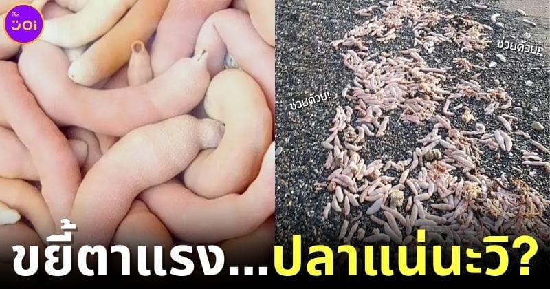 ปก ปลาองคชาตเกยตื้นหาดอาร์เจนตินา