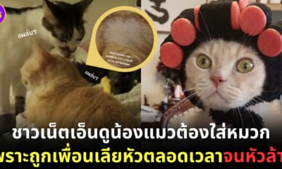 ปก เจ้าเหมียวถูกเลียหัวจนหัวล้าน ทาสแมวทำหมวกน่ารักให้ใส่ป้องกัน