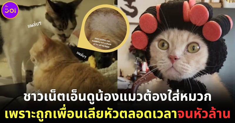 ปก เจ้าเหมียวถูกเลียหัวจนหัวล้าน ทาสแมวทำหมวกน่ารักให้ใส่ป้องกัน