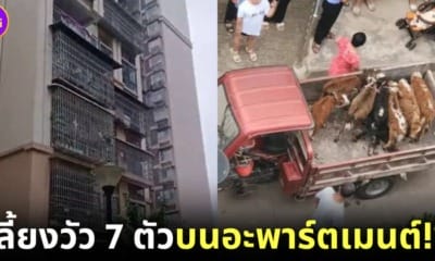 ปก เพื่อนบ้านเลี้ยงวัวบนอะพาร์ตเมนต์