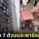 ปก เพื่อนบ้านเลี้ยงวัวบนอะพาร์ตเมนต์