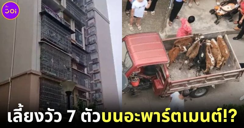 ปก เพื่อนบ้านเลี้ยงวัวบนอะพาร์ตเมนต์