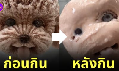 ไอศกรีมรูปหมา ละลาย