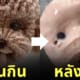 ไอศกรีมรูปหมา ละลาย