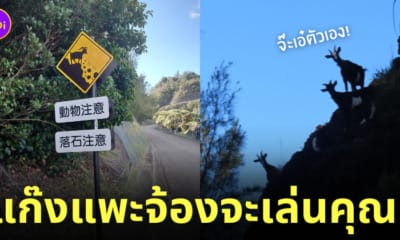ป้ายเตือน แพะเตะหิน