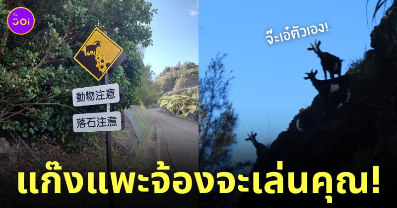 ป้ายเตือน แพะเตะหิน