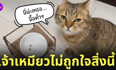 แมวมองแรง ทาสให้อาหาร 2 เม็ด