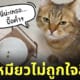 แมวมองแรง ทาสให้อาหาร 2 เม็ด