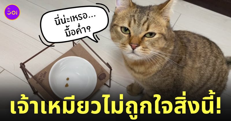 แมวมองแรง ทาสให้อาหาร 2 เม็ด
