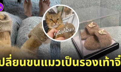 รองเท้าแตะจิ๋วจากขนแมว