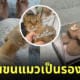 รองเท้าแตะจิ๋วจากขนแมว