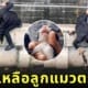 คลิป 2 หนุ่มช่วยลูกแมวตกน้ำคลอง TikTok