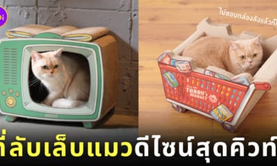 ที่ลับเล็บแมว แบรนด์ Awesome Store ญี่ปุ่น