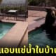 คลิปหมีหนีความร้อนมาแอบแช่น้ำที่บ้านคน