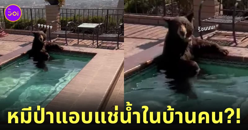 คลิปหมีหนีความร้อนมาแอบแช่น้ำที่บ้านคน