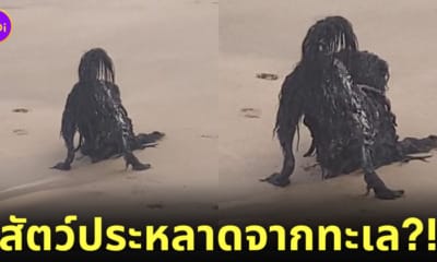 คลิปสัตว์ประหลาดริมหาด หมาดำ TikTok