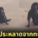 คลิปสัตว์ประหลาดริมหาด หมาดำ TikTok