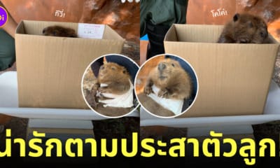 ลูกบีเวอร์ ชั่งน้ำหนัก สวนสัตว์โทบุ Tobu Zoo