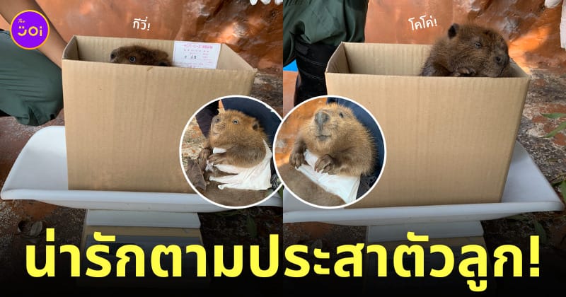 ลูกบีเวอร์ ชั่งน้ำหนัก สวนสัตว์โทบุ Tobu Zoo