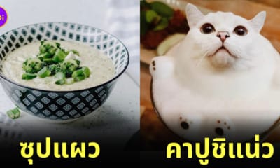 ภาพตัดต่อแมวผสมเข้ากับอาหารและขนม