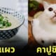 ภาพตัดต่อแมวผสมเข้ากับอาหารและขนม