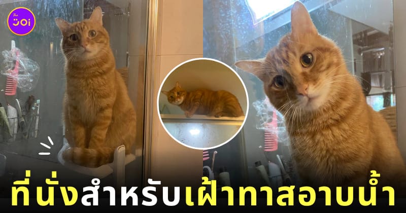 แมวส้มดูทาสอาบน้ำ ที่นั่ง VIP