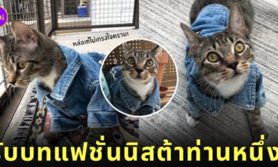 น้องแมวใส่แจ็คเก็ตยีนส์ตัวจิ๋วสุดเท่
