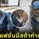 น้องแมวใส่แจ็คเก็ตยีนส์ตัวจิ๋วสุดเท่