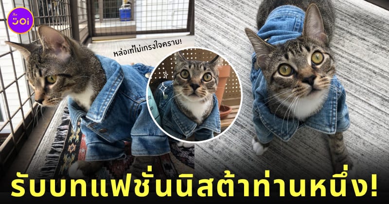 น้องแมวใส่แจ็คเก็ตยีนส์ตัวจิ๋วสุดเท่