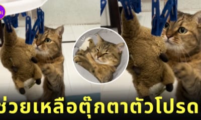 แมวญี่ปุ่น Minira ช่วยเหลือตุ๊กตา แขวนตากในท่าห้อยหัว