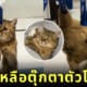 แมวญี่ปุ่น Minira ช่วยเหลือตุ๊กตา แขวนตากในท่าห้อยหัว