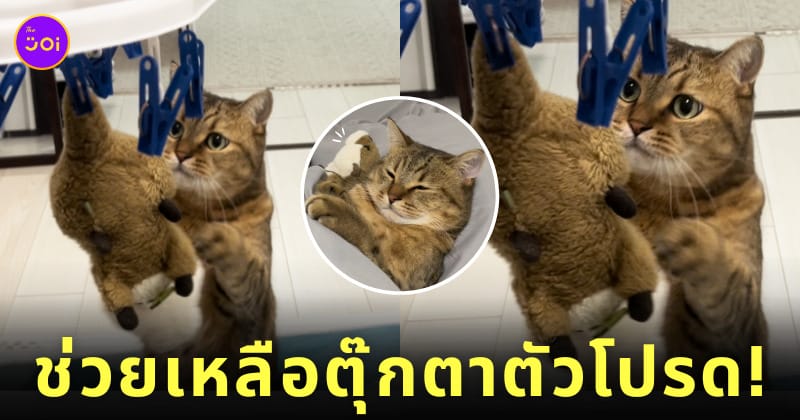แมวญี่ปุ่น Minira ช่วยเหลือตุ๊กตา แขวนตากในท่าห้อยหัว