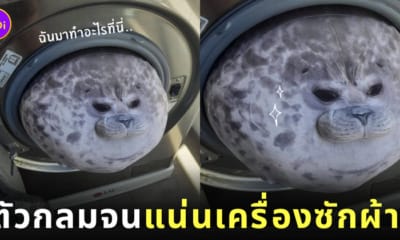 ตุ๊กตาแมวน้ำลายจุดตัวอ้วนในเครื่องซักผ้า