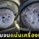 ตุ๊กตาแมวน้ำลายจุดตัวอ้วนในเครื่องซักผ้า