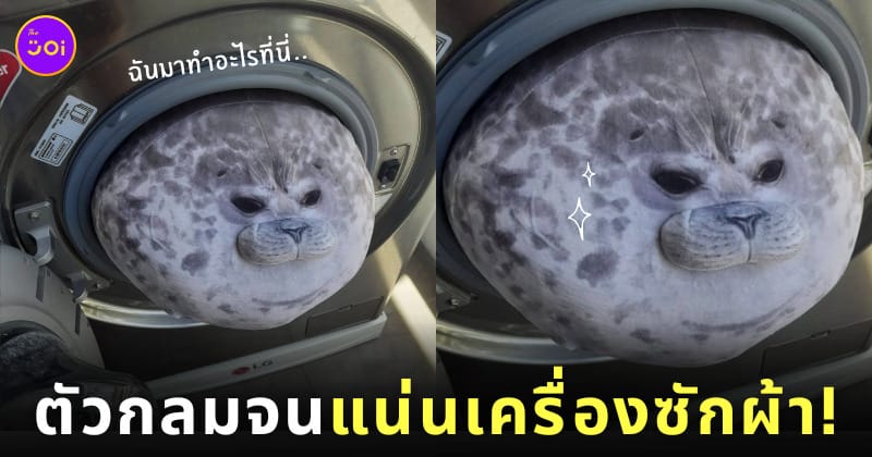 ตุ๊กตาแมวน้ำลายจุดตัวอ้วนในเครื่องซักผ้า