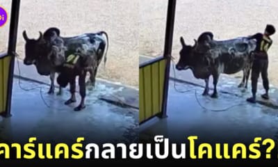 ลูกค้าพาวัวมาอาบน้ำที่ร้านล้างรถ คาร์แคร์กลายเป็นโคแคร์