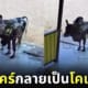 ลูกค้าพาวัวมาอาบน้ำที่ร้านล้างรถ คาร์แคร์กลายเป็นโคแคร์