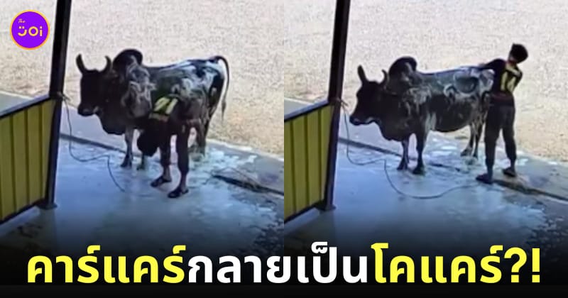 ลูกค้าพาวัวมาอาบน้ำที่ร้านล้างรถ คาร์แคร์กลายเป็นโคแคร์