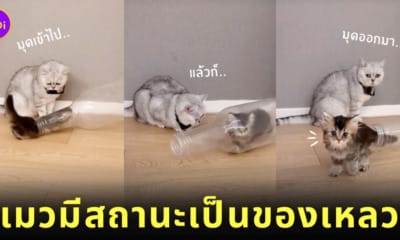 คลิปแมวมุดเข้าออกขวดน้ำ แมวเป็นของเหลว TikTok